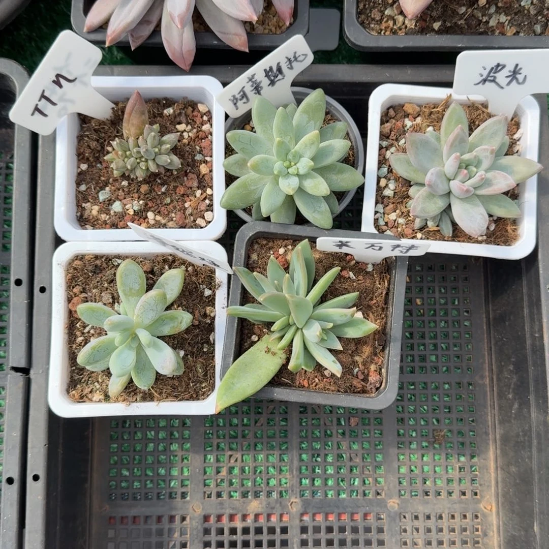 无花朵五颗不同个体美人系