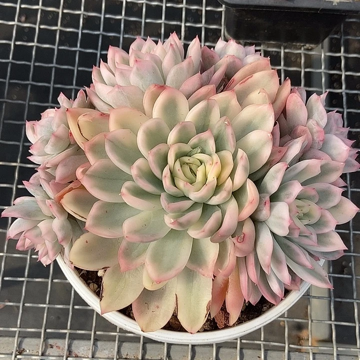 寒酥锦多肉植物大群