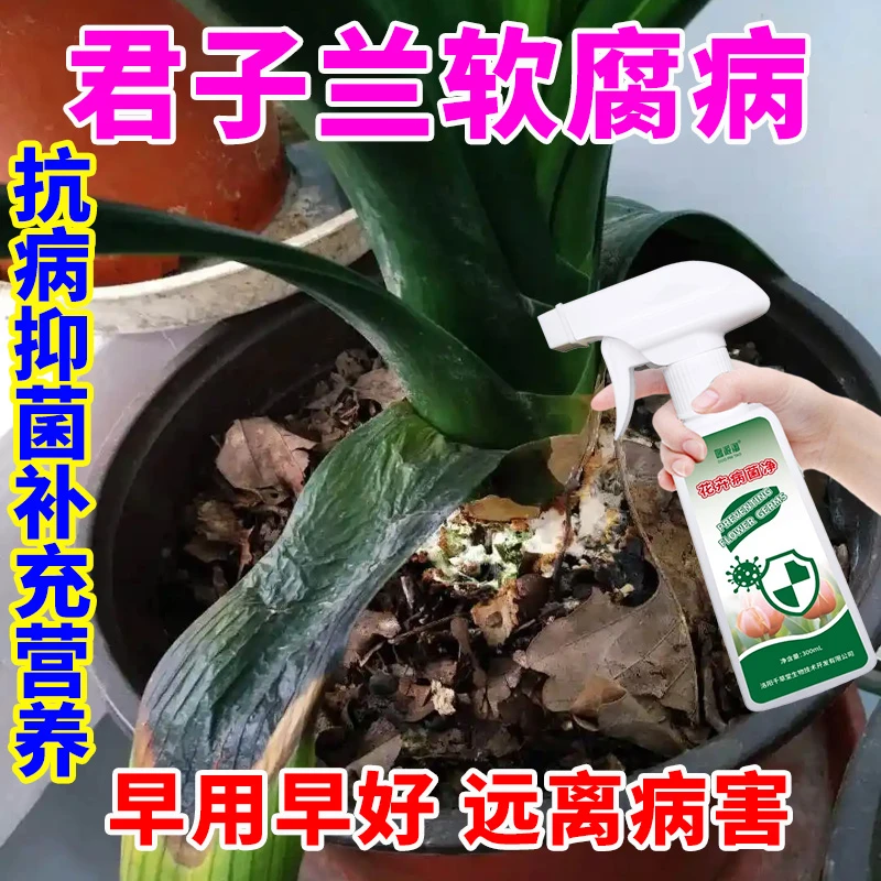 君子兰软腐病专用营养液补充营养急救软腐病叶斑病炭疽病抑菌喷剂