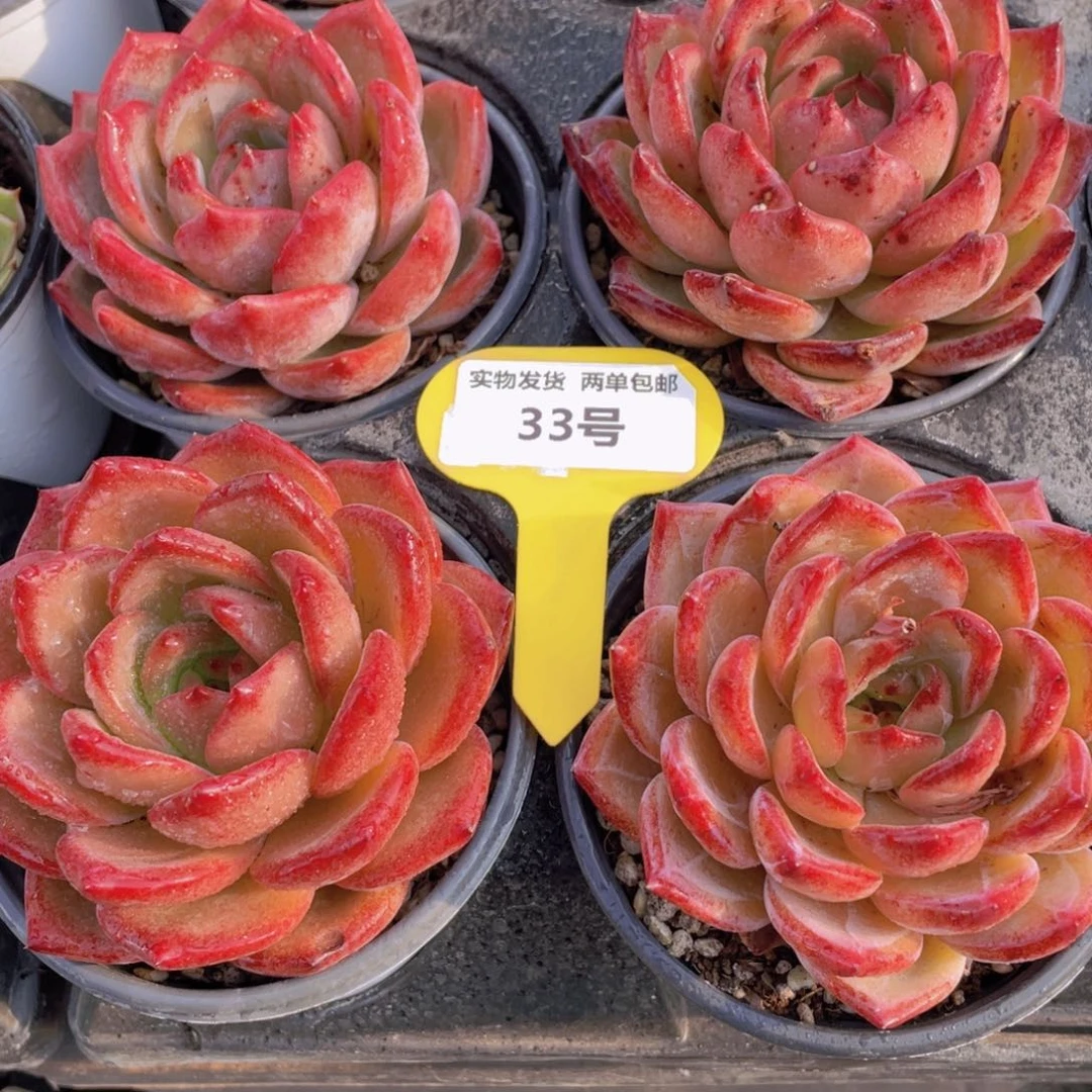 33号 母本大单头夜魔侠一个