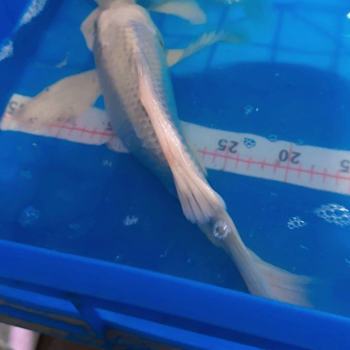 海水鱼蝴蝶鲤包邮40