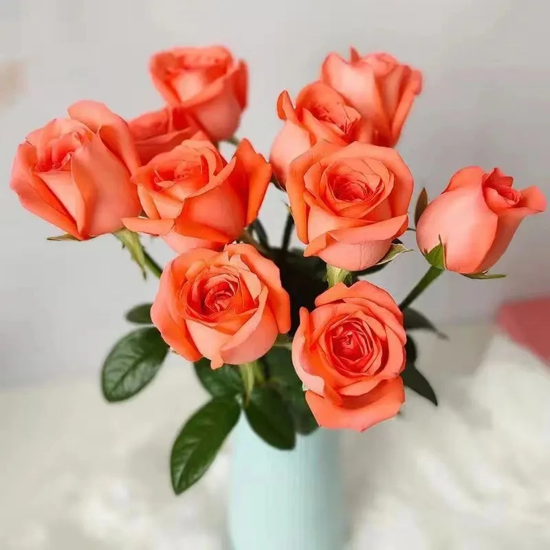 影星玫瑰云南昆明基地现采直发鲜花水养桌面摆放送人插画花束