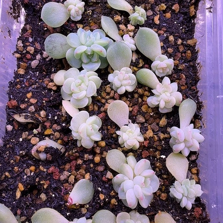 发财7叶插苗2颗一组随机发