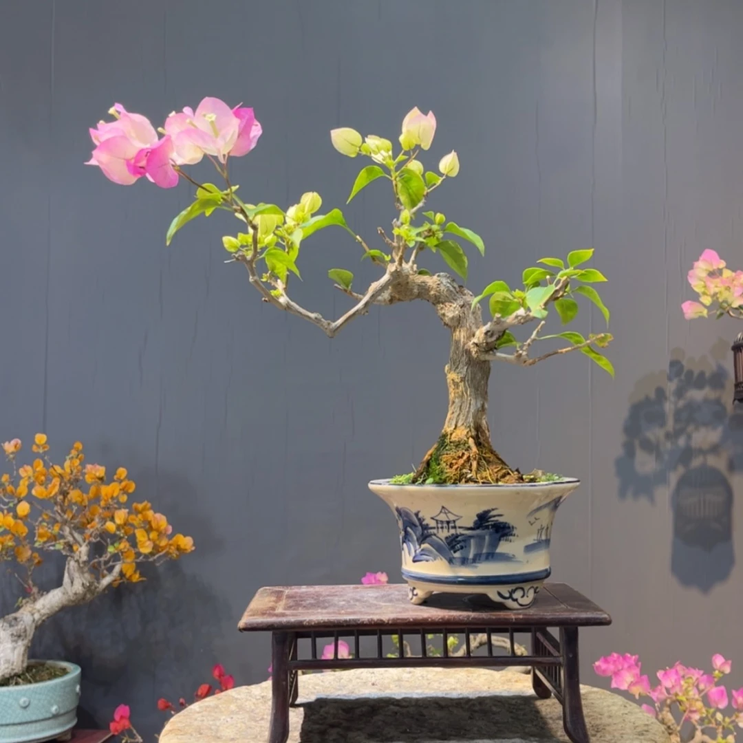 【闪购商品】完全开放和**雨