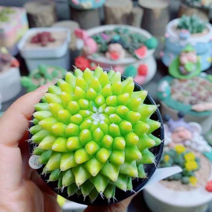 生石花花花花花花花花899