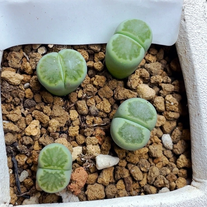 091绿菊带盆4颗llllllll