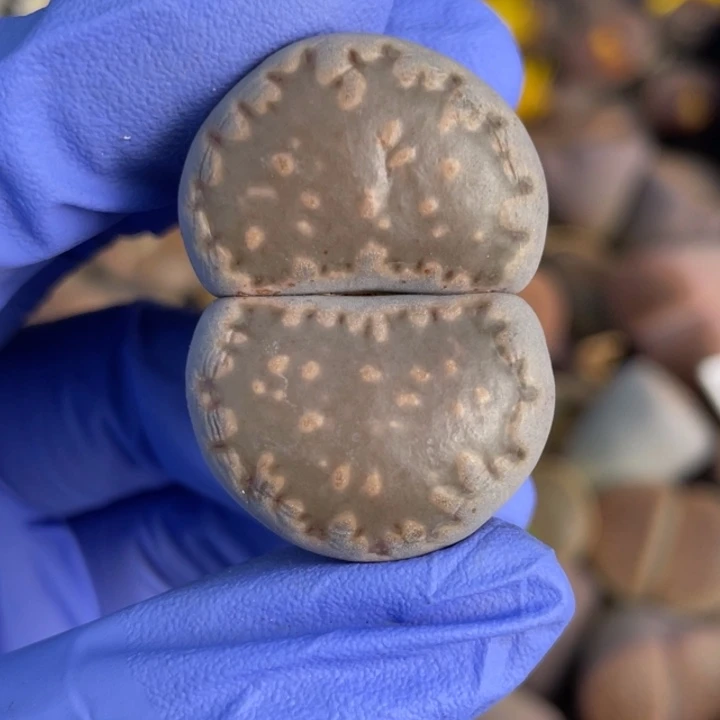 非偏远满20包邮606