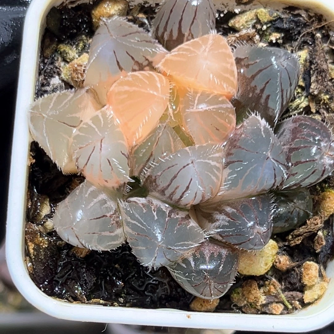 恭喜发财大吉大利3872