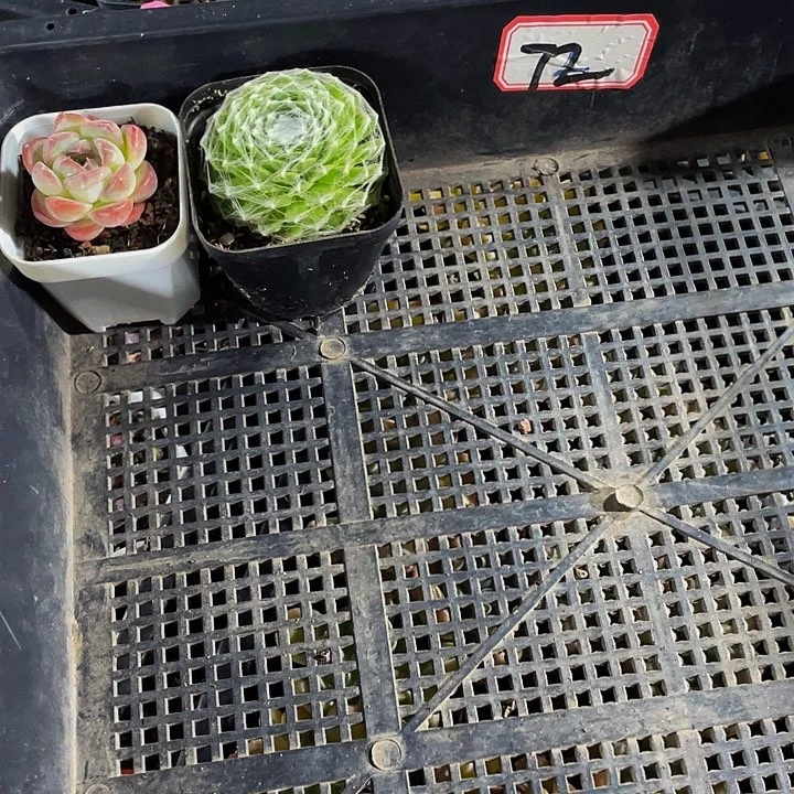 暴****72号筐带盆土发货