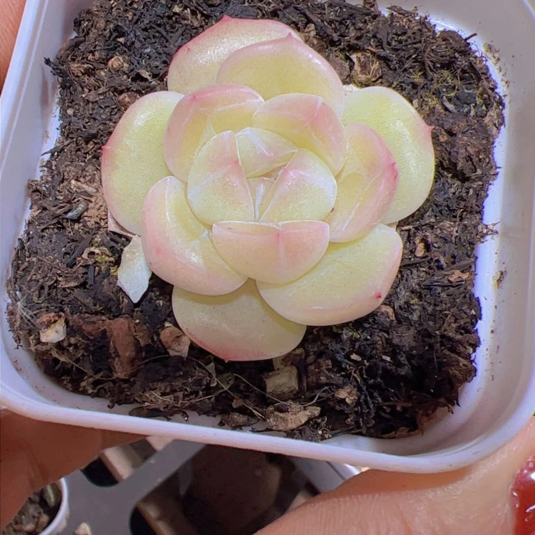 用****6新品，多肉植物，