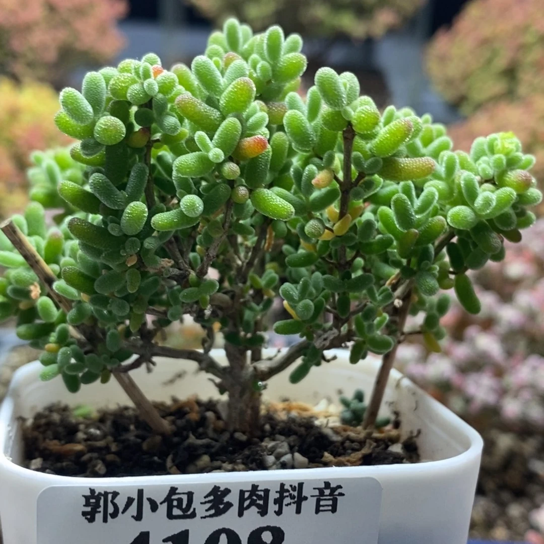 蜜橘糖球4108枝干番杏