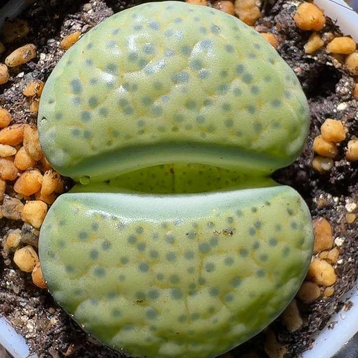 生石花1222122。   92