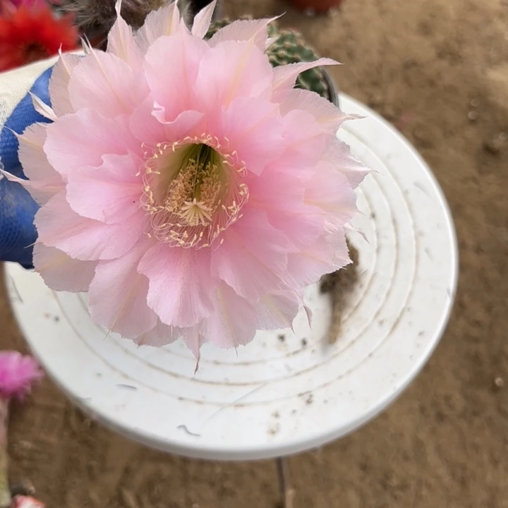 无花朵仙人球带根58