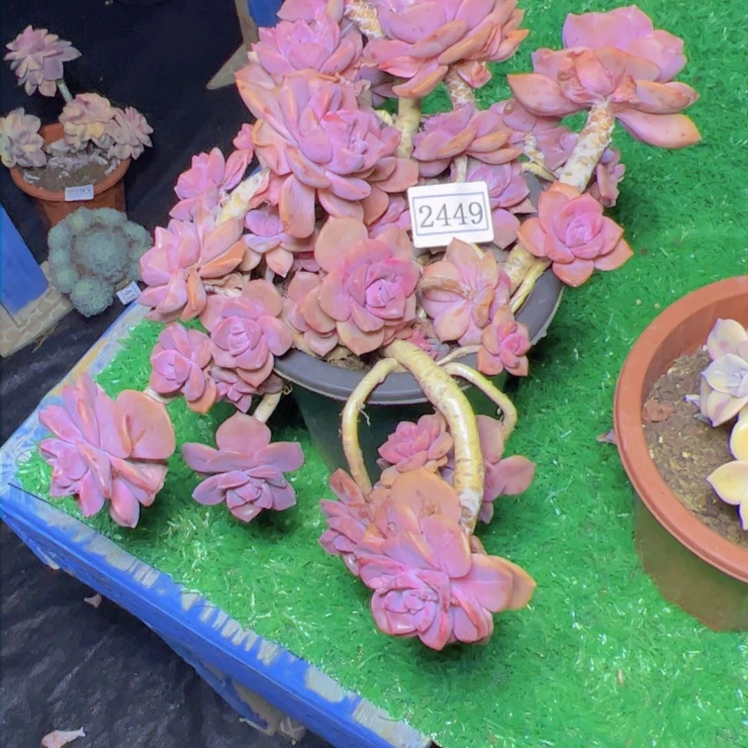 守**福彩虹糖2449多肉植物