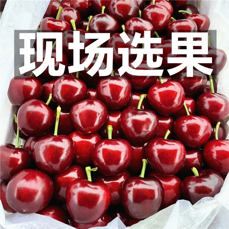 鲜摘现货拉宾【酸甜口感】烟台大樱桃新鲜水果20-26mm3斤顺丰包邮