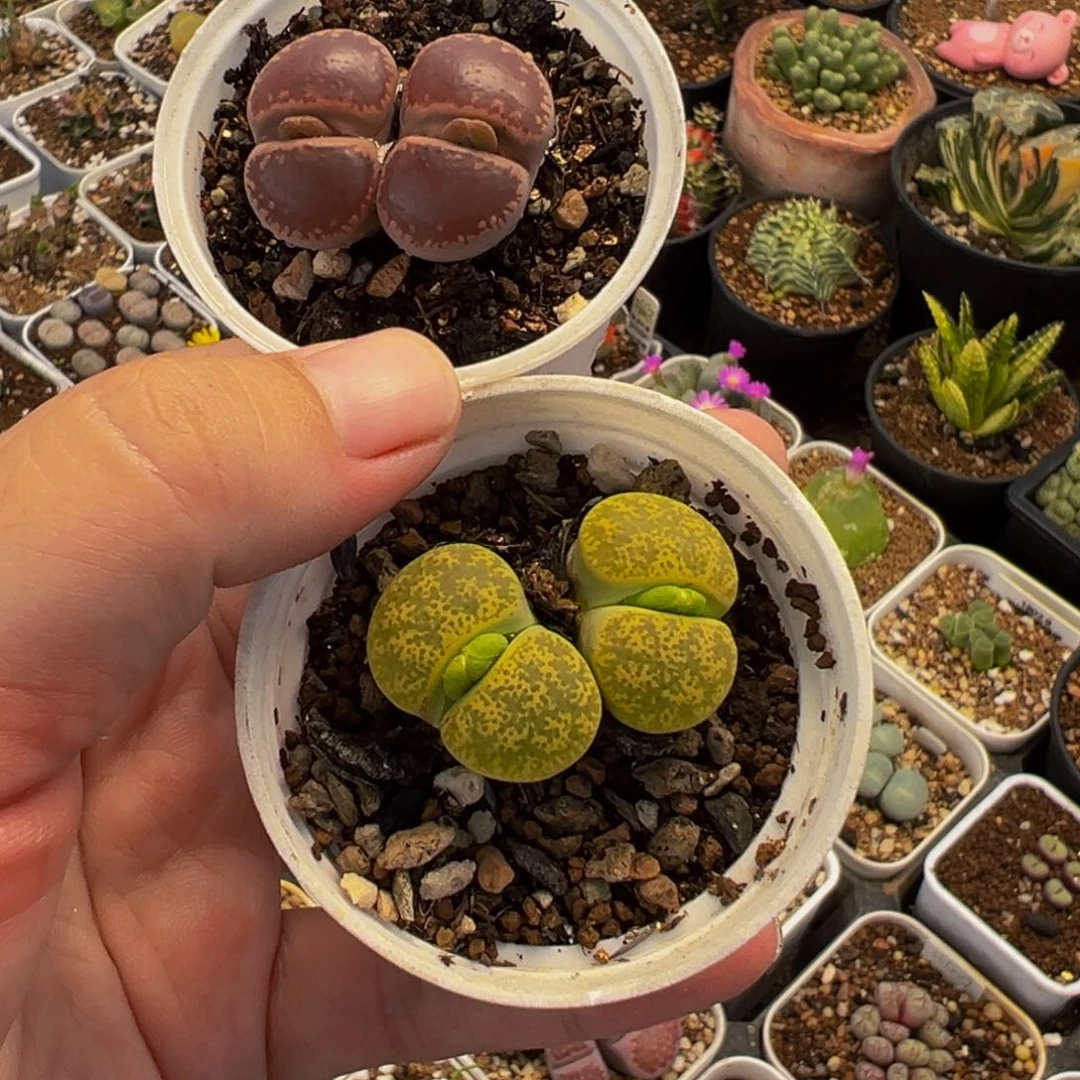 回***忆452多肉植物种类多样