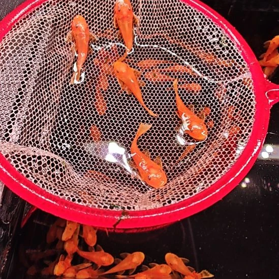 清道夫胡子3.0  5只顺丰