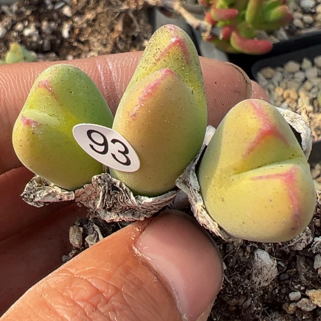 多肉植物111111111111111111