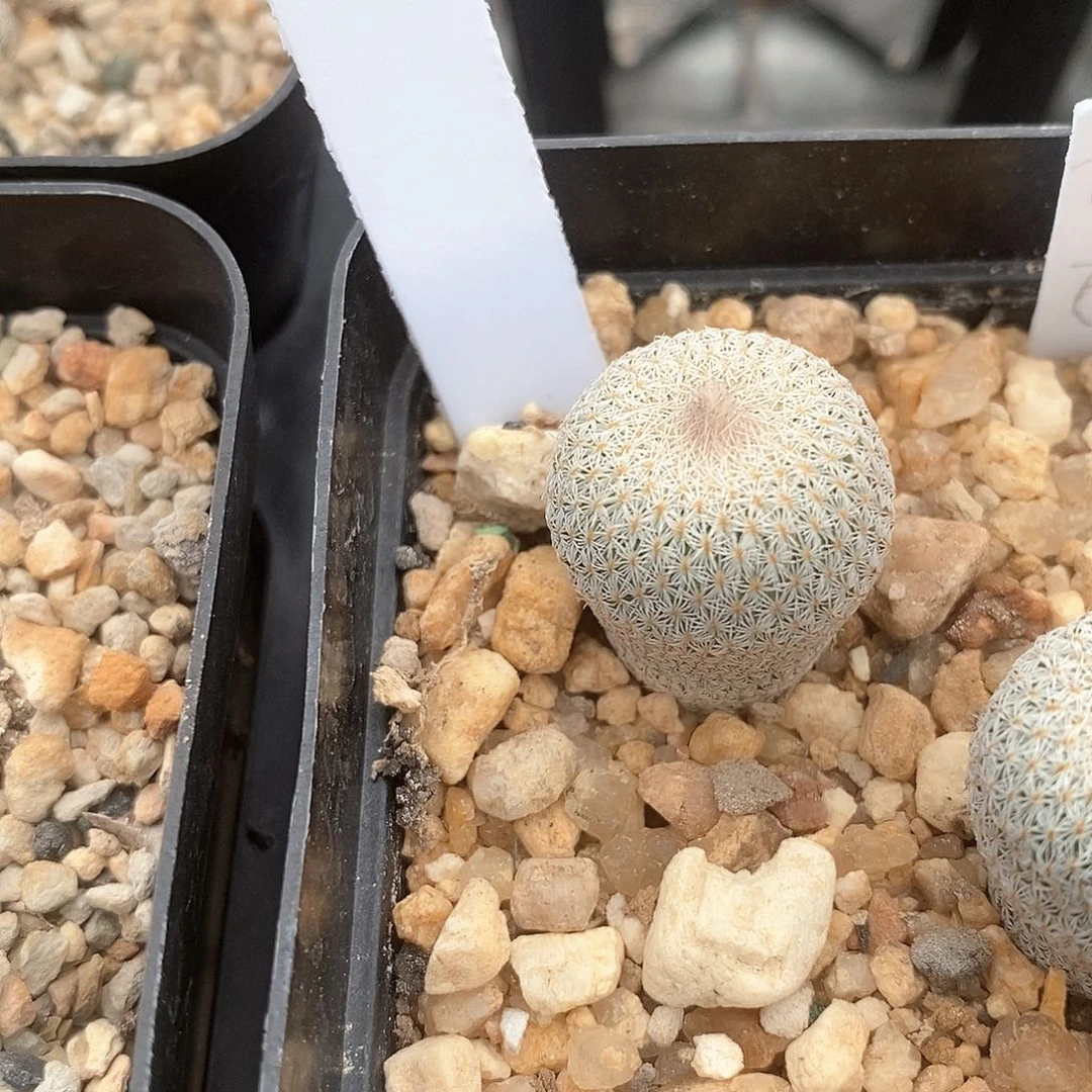 性****涕花花花花花花花花