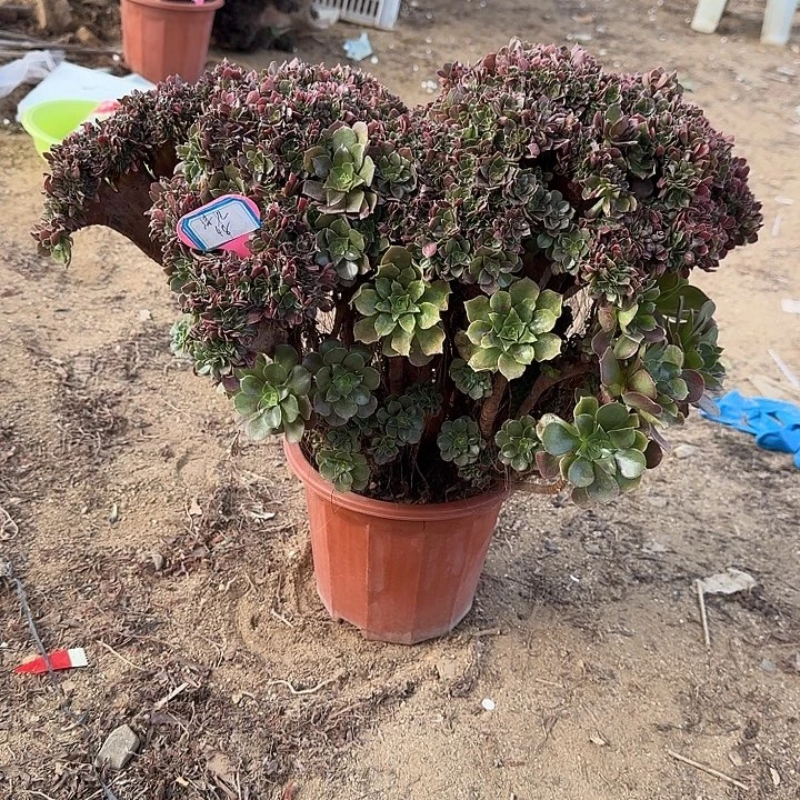 沫***儿火玫瑰有伤一颗呀呀