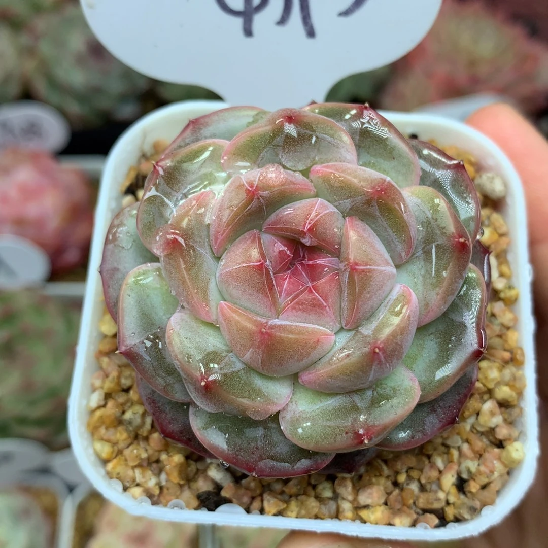 梦岚珍妮单头4395