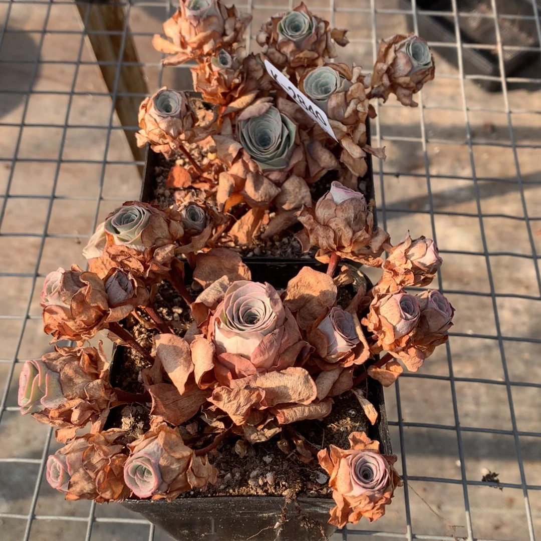 2840 会掉侧芽不售后