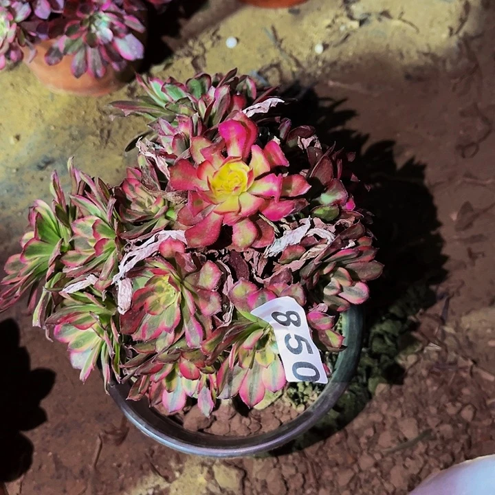 850云姬多肉植物处理不售后