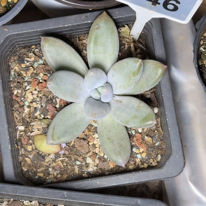 多肉植物胖体哥特646