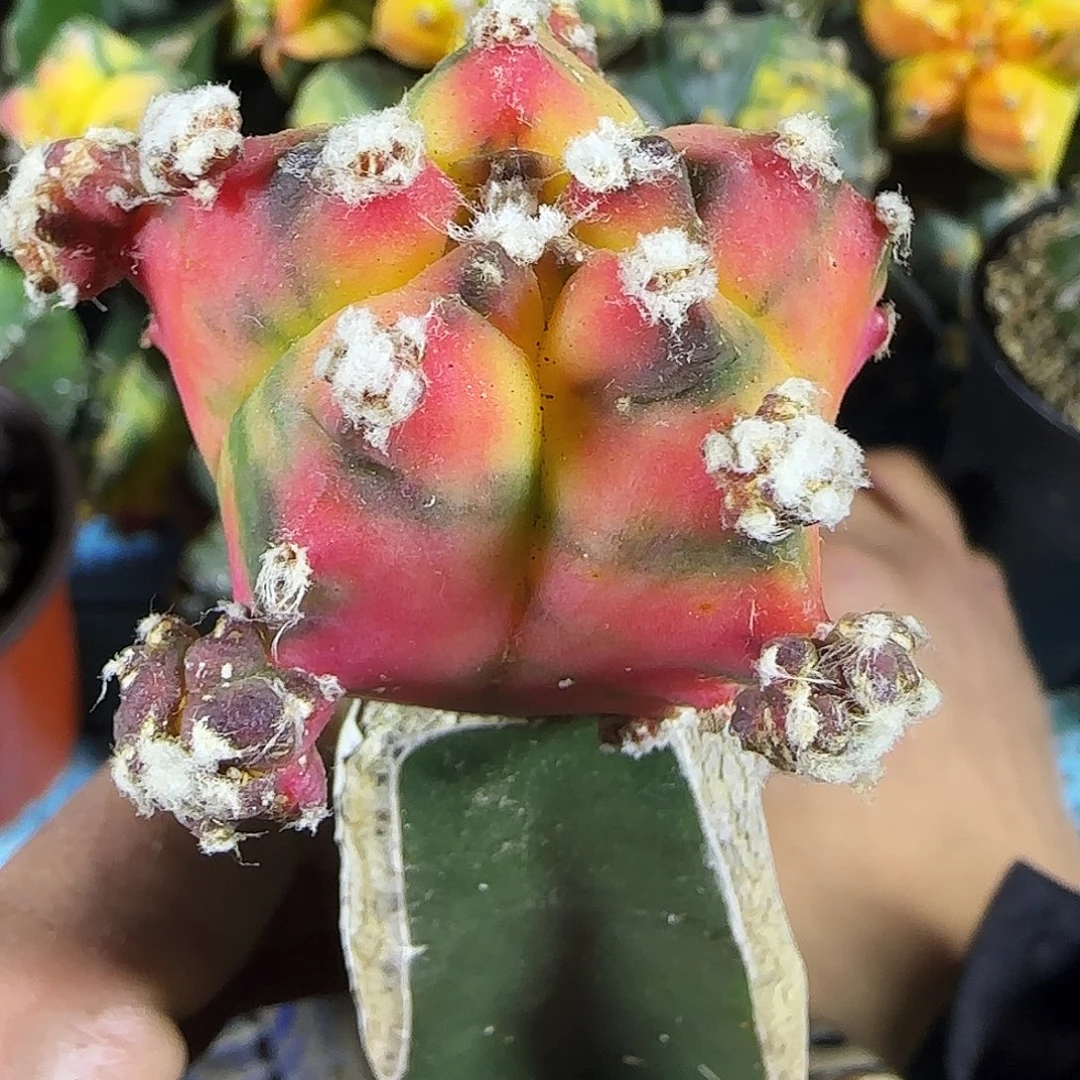 鸾锦676仙人球开花