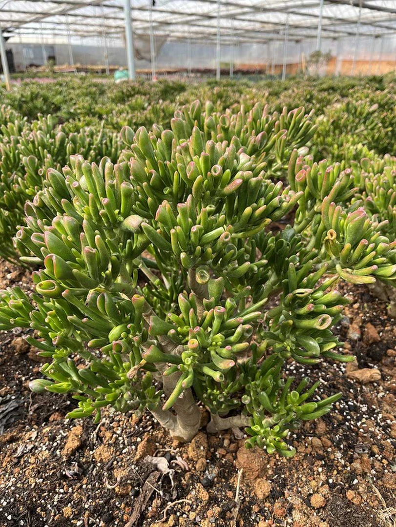 6年老桩吸财树  新手必拍 好看好养 室内室外 多肉绿植