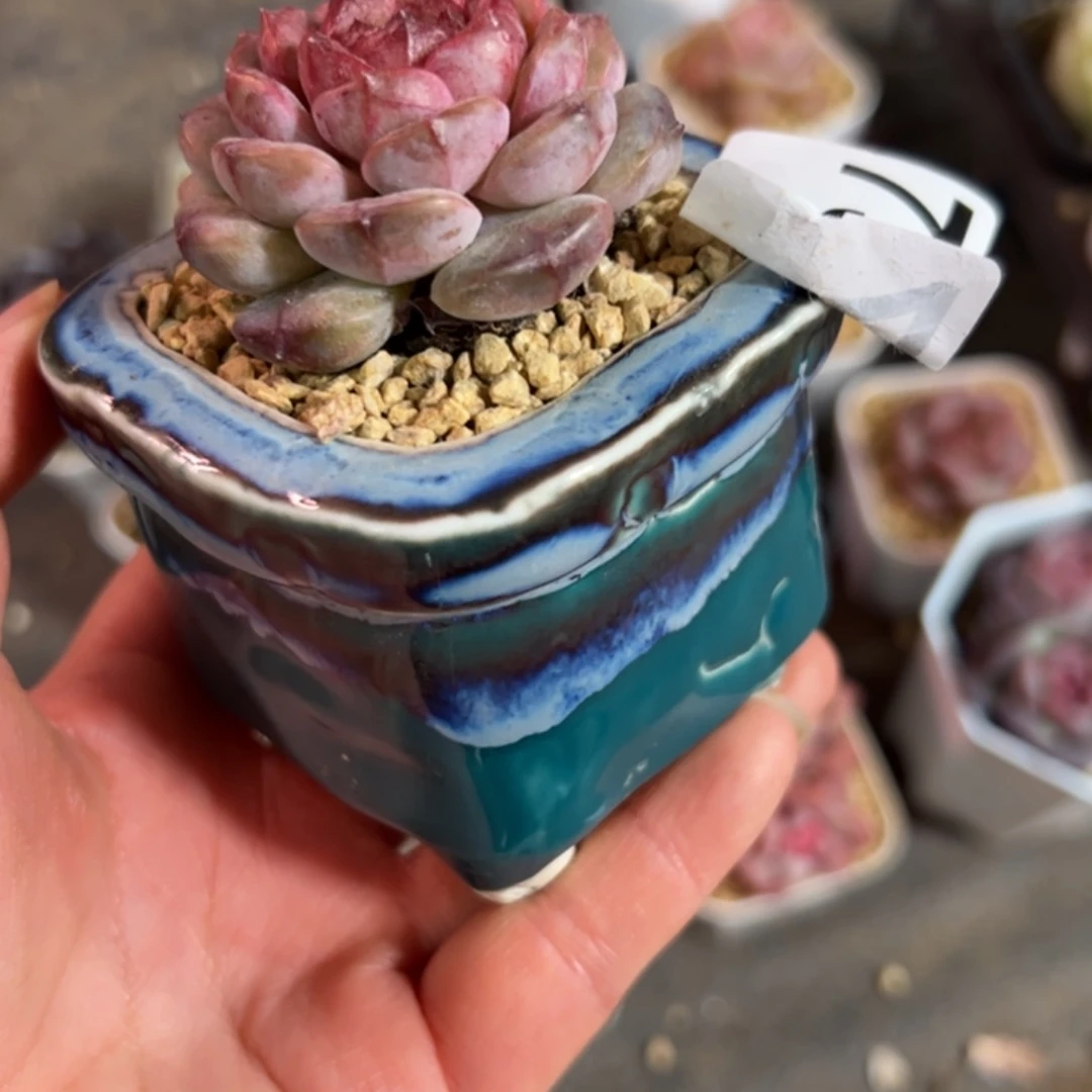 ·花盆多肉植物组合盆栽