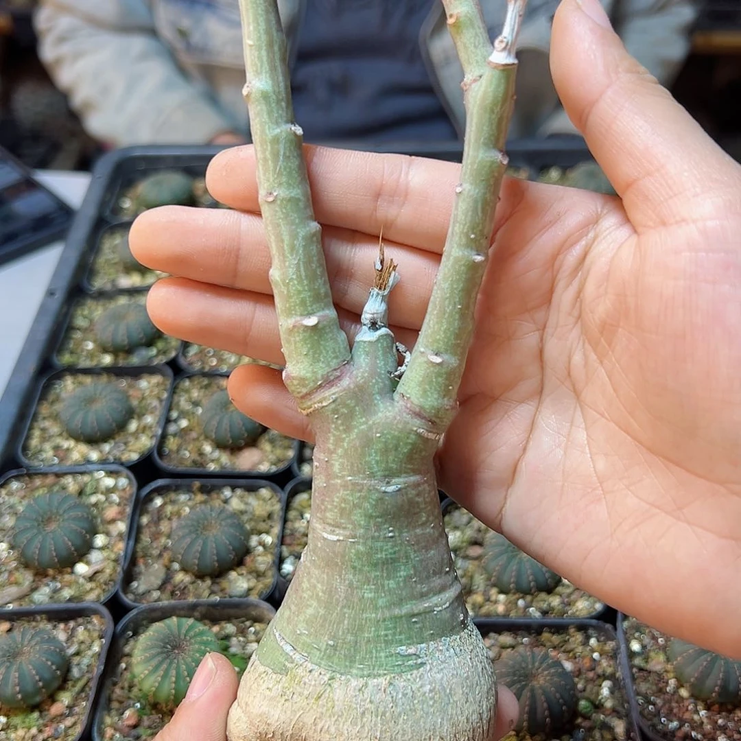 ?****1号幻蝶蔓肚子5.7公分