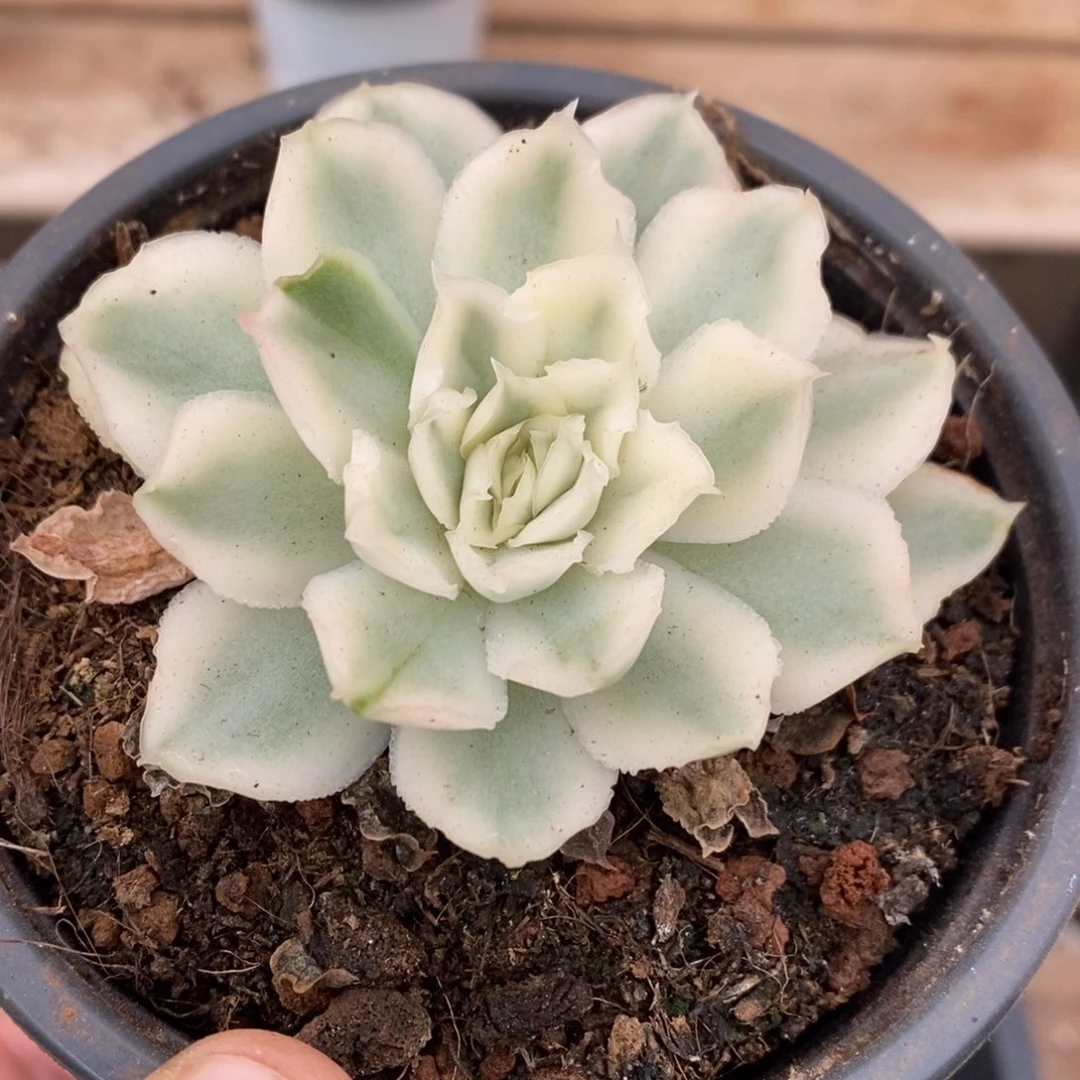紫蝴蝶多肉植物9120