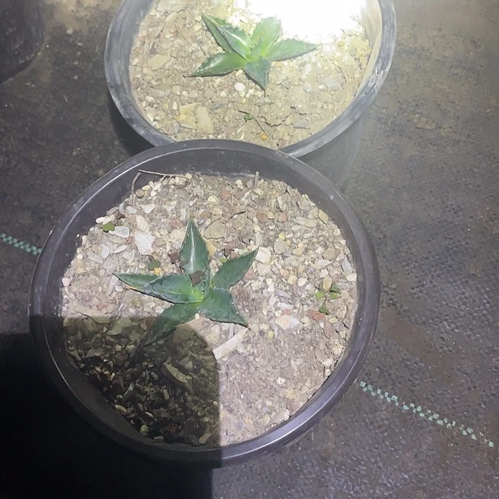 随***℡无花朵龙舌兰绿色环保