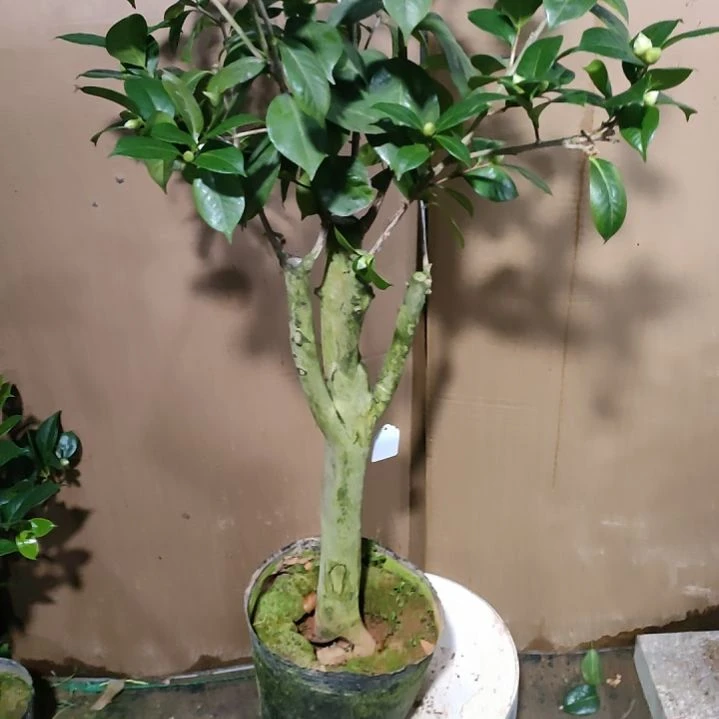 120情人节，原盆原土发货，不包邮