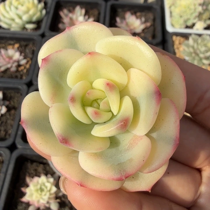 三文鱼锦腹锦锦多肉锦