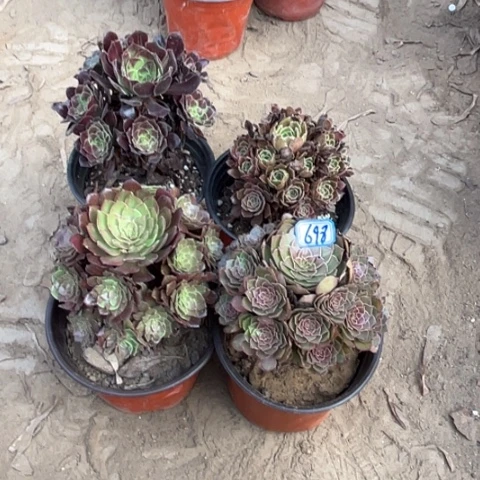 698多肉植物组合，