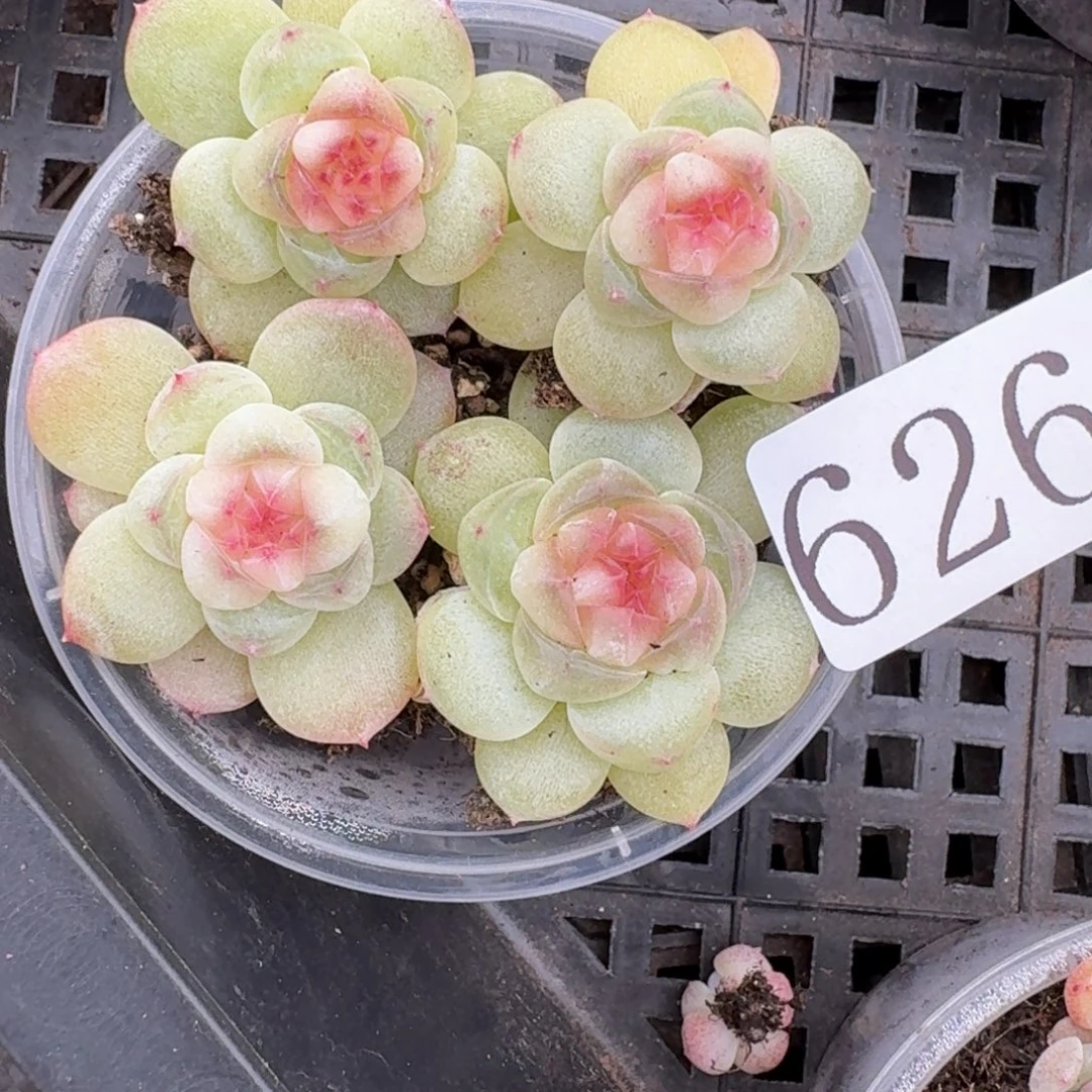 多肉植物多肉植物626
