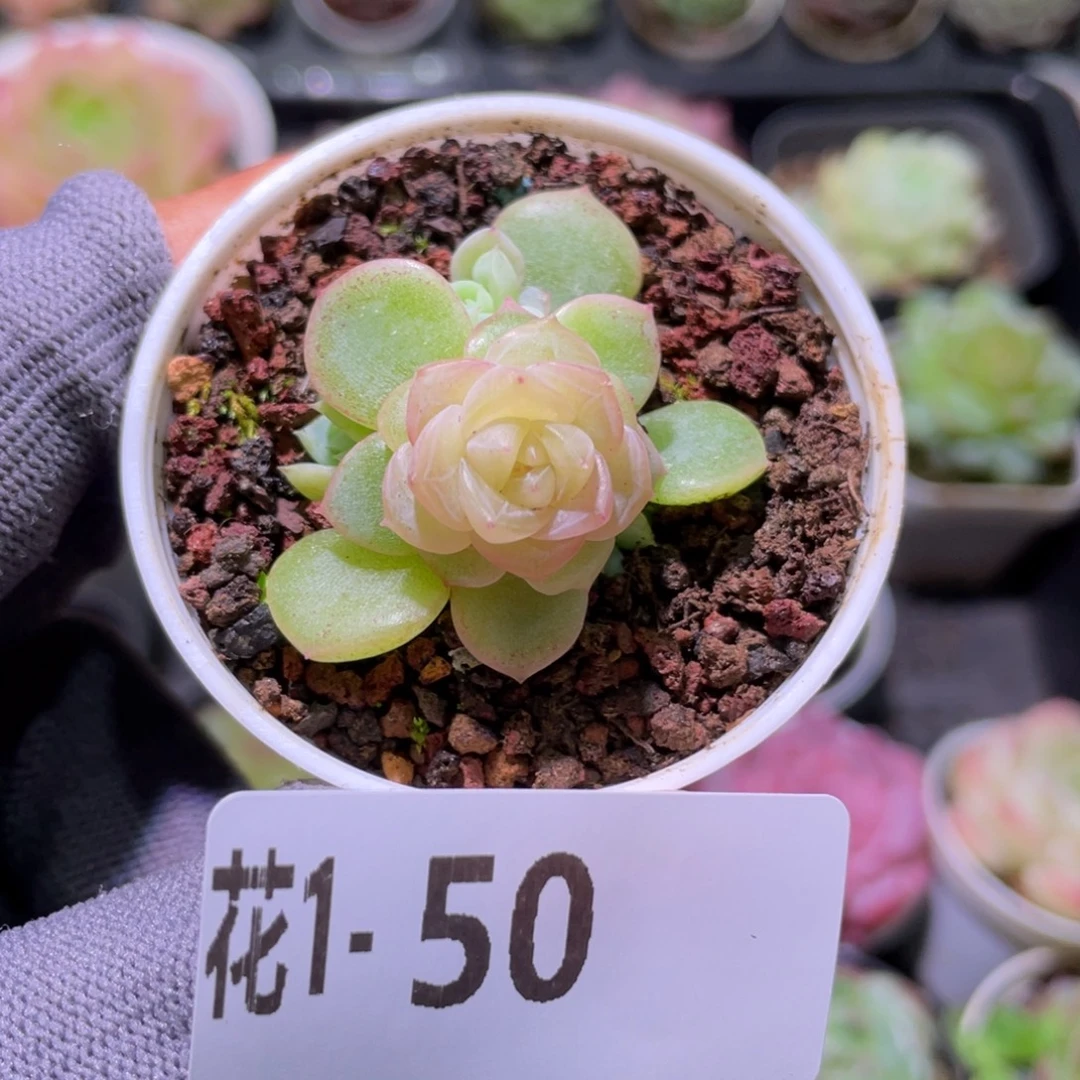 花利美 1-50冰蕊