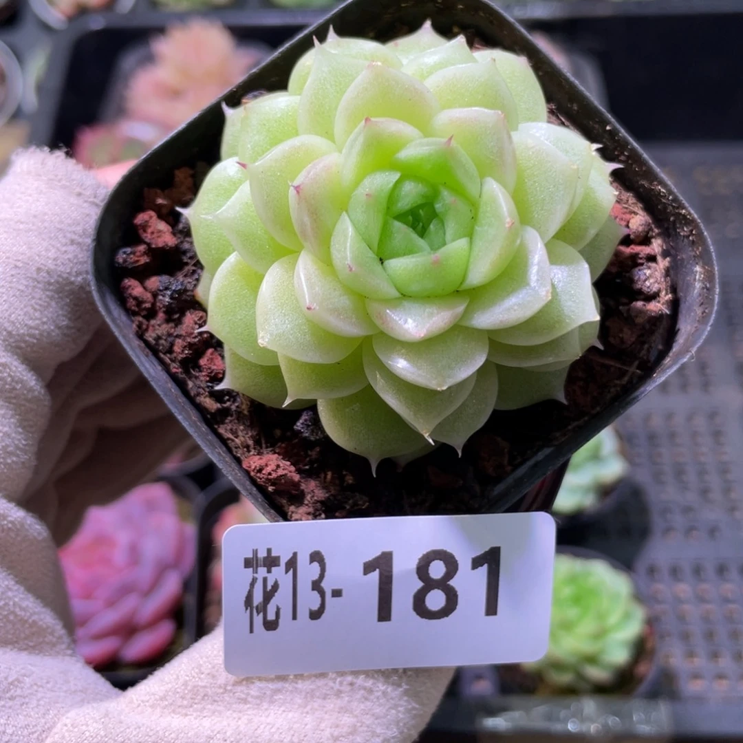 花利美13-181麦秆