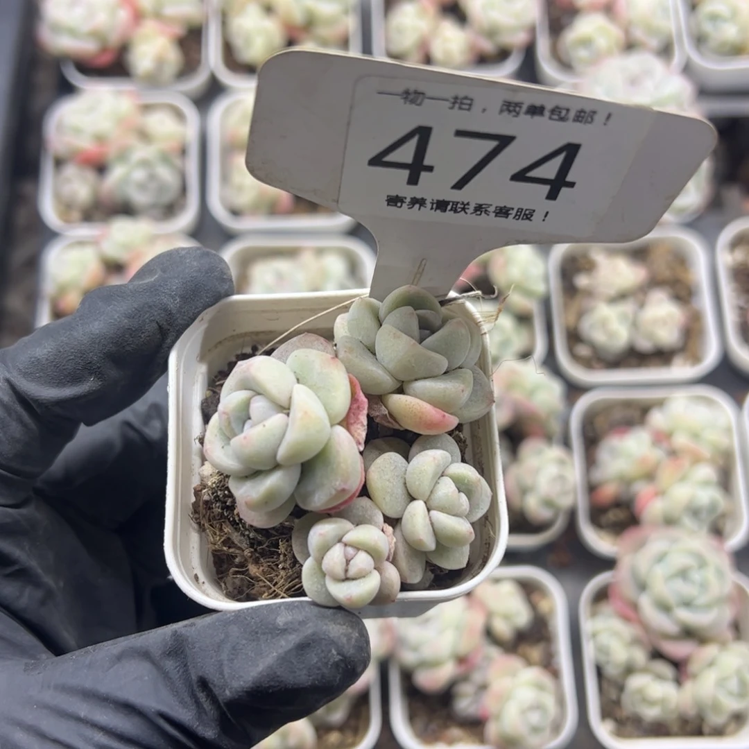 红陶三**忆474号多肉植物