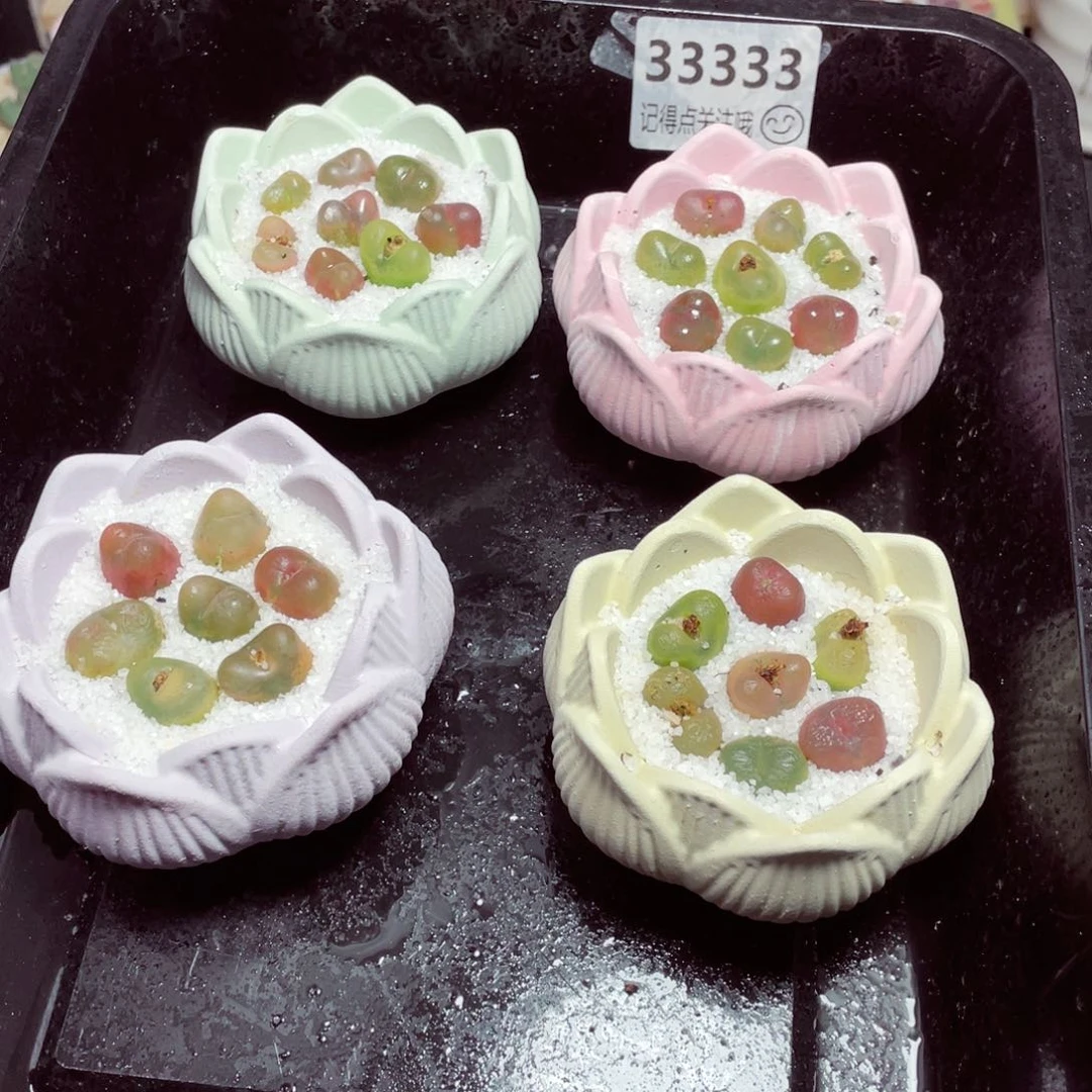 w33333莲花毛毛一份一盆量拍