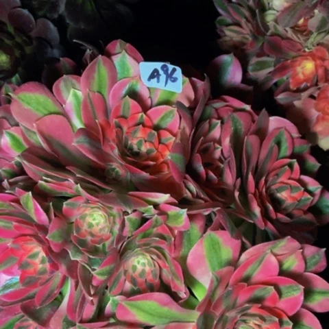 粉女巫多肉植物96多肉不包断