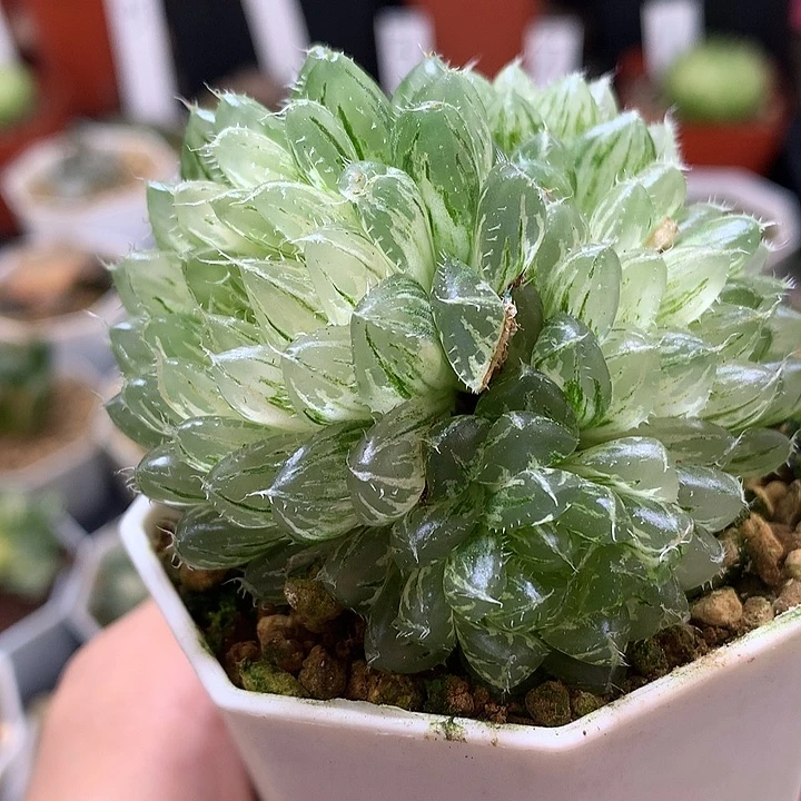 翠云玉露锦带盆土法是我