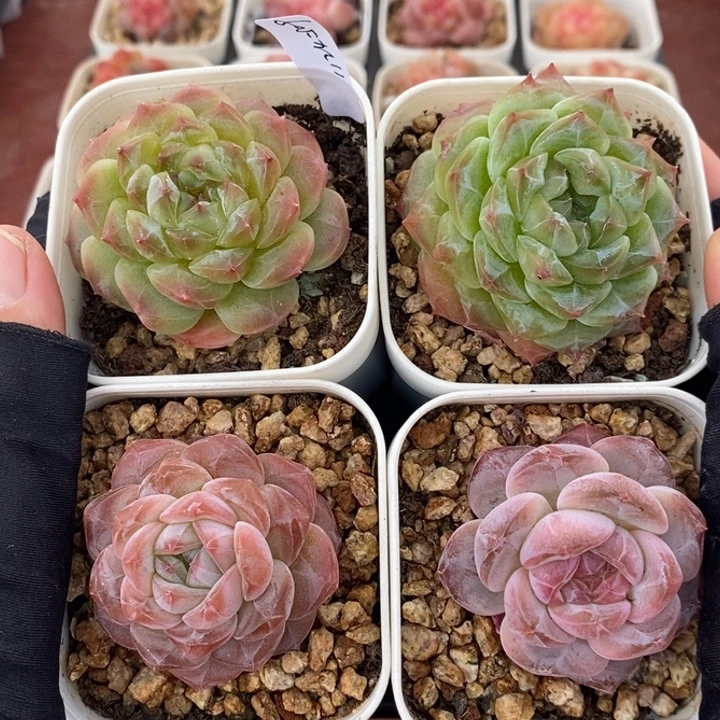 1124-509，冰魄4个