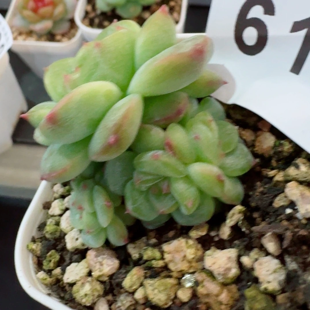 甜心群生            精美多肉植物