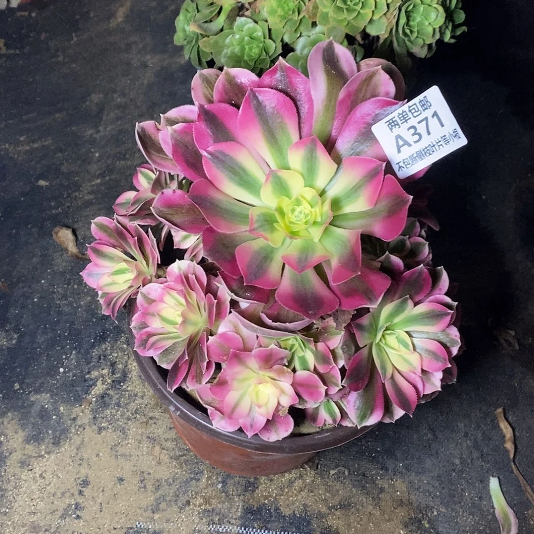 371女巫老桩开播福利