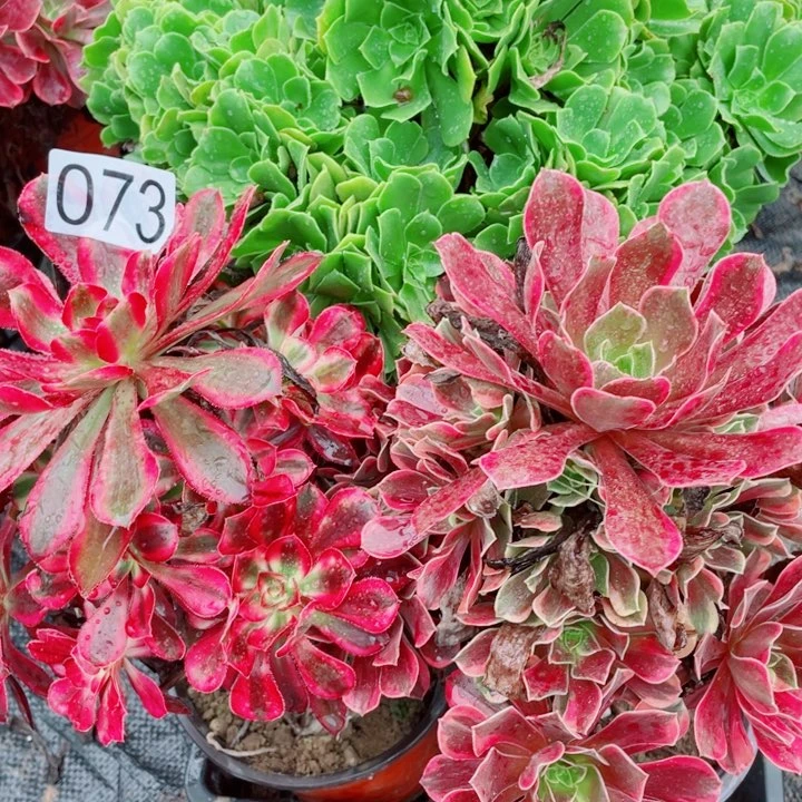 多肉植物组合 073