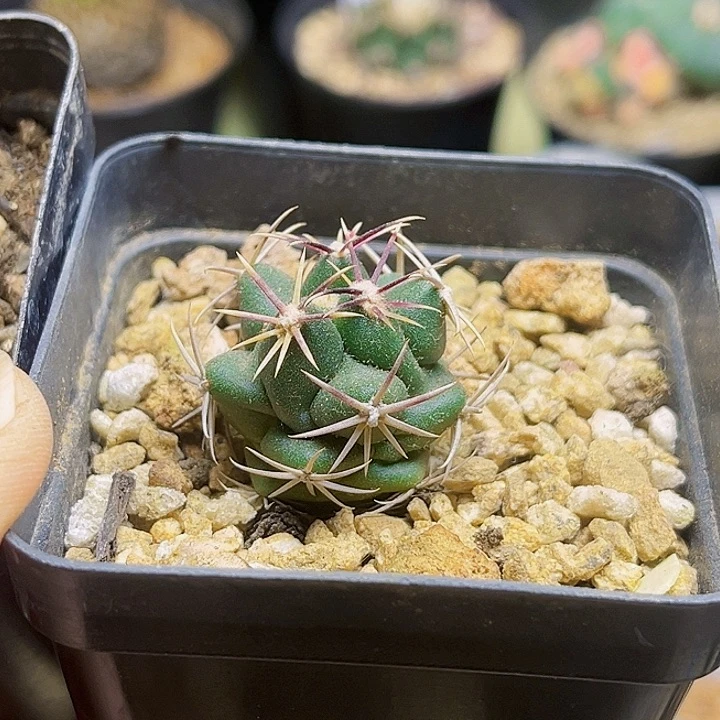 M****n实生大红鹰一颗