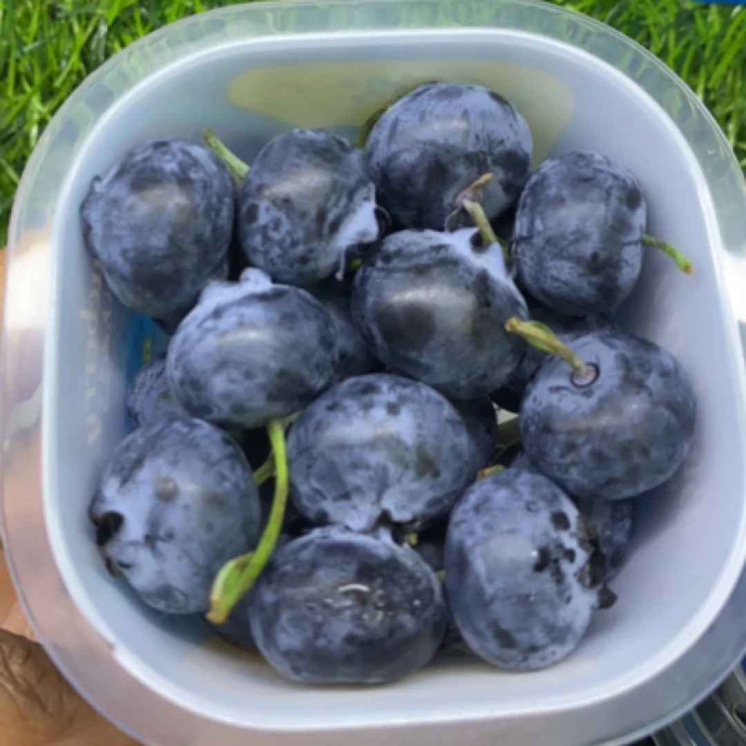 云南纯甜杯装超大颗粒蓝莓一杯22mmg